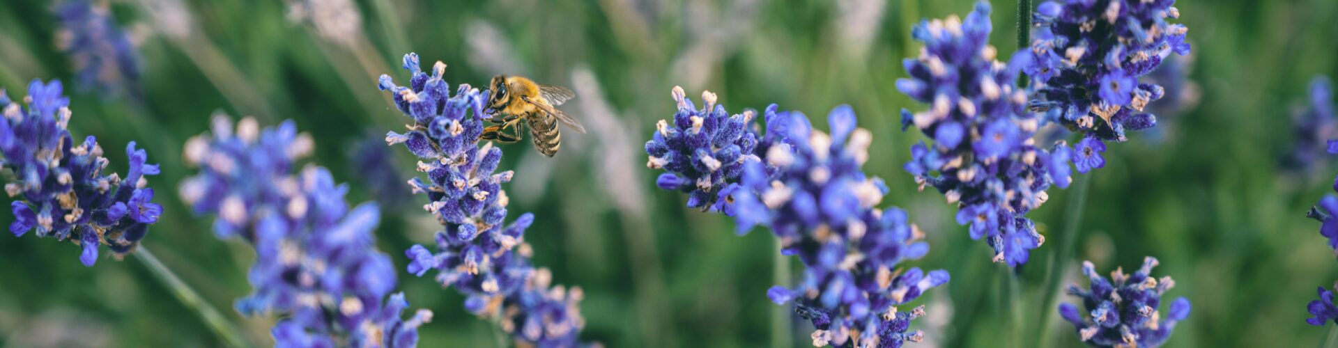 Wildlife-Friendly Garden Design: How to Attract Nature to Your UK Garden