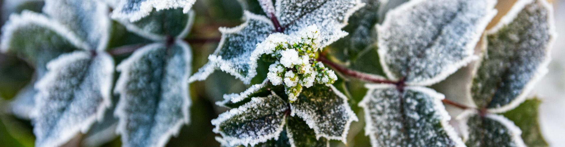 Essential Winter Garden Maintenance: Prepare Your Landscape for Winter