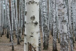 Betula pendula