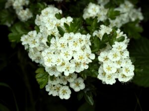 Crataegus monogyna