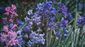 Hyacinthoides non-scripta