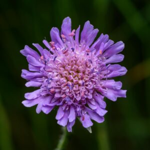 Knautia arvensis