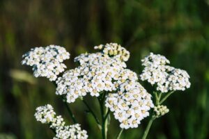 Achillea millefolium